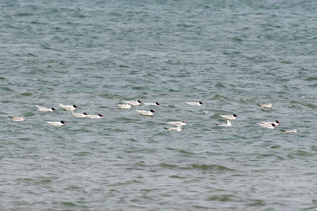 Mediterranean Gull